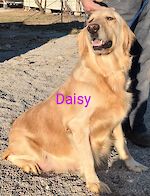  Daisy 