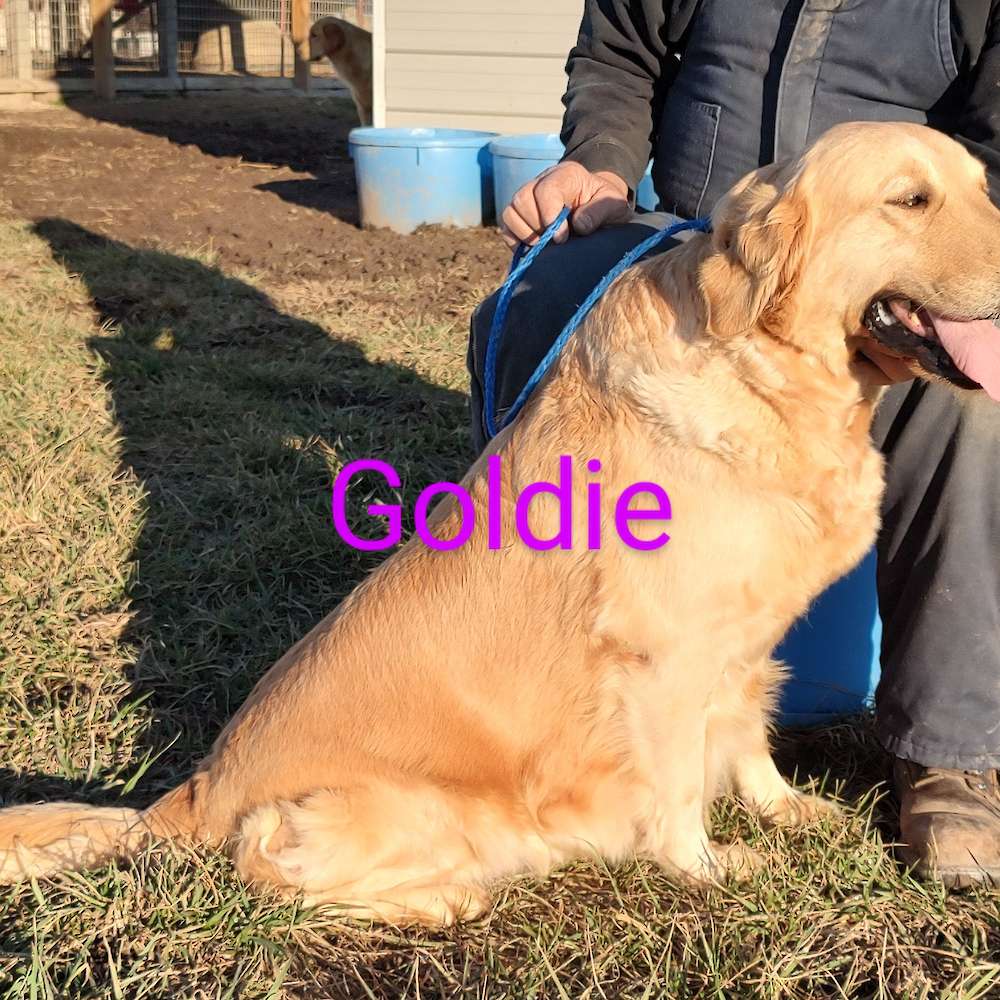 Gilpin's Goldie