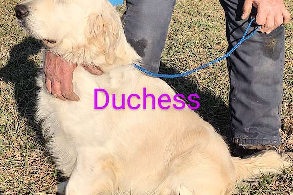 Duchess and King