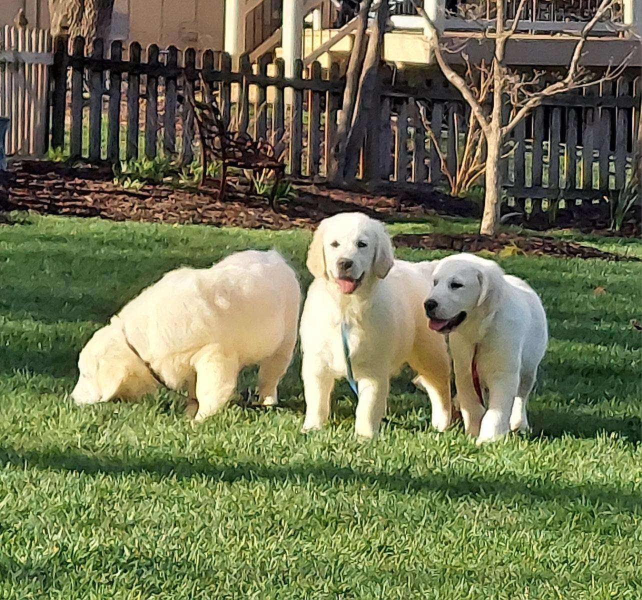 Shady Hill Golden Retrievers