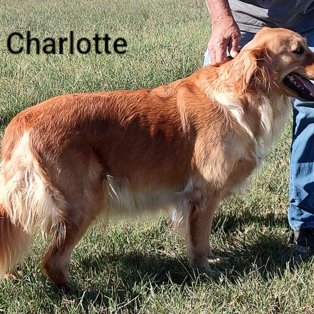 Gilpin s Charlotte