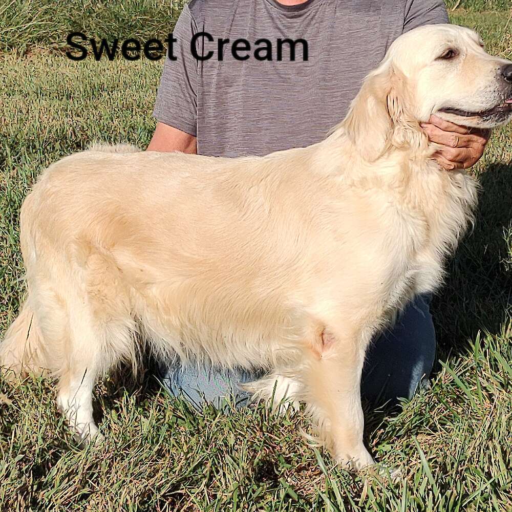 Sweet Cream